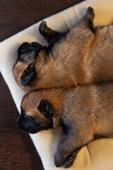 Two cute little puppies sleeping on the pillow. Malinois breed. Brown color palette. Dog photography. Life with pet. Close up portrait of a dog. Belgium shepherd