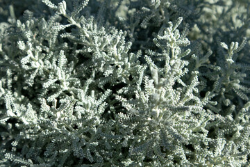 Gray Santolina or Lavender Cotton with silver foliage growing in the autumn garden. Selective focus