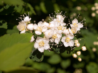 flowering white spirea in spring closeup