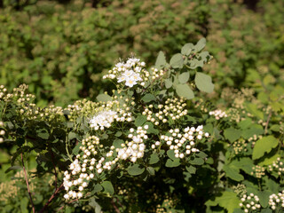 branches of flowering white spirea