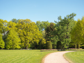landscape in a spring park