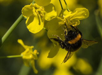 Eine Hummel sucht auf einer Rapsblüte nach Nahrung