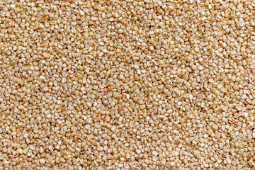 Corn or maize seeds in the field for drying in the sun