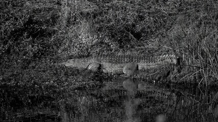 Monochrome shot of a crocodile in the dried grass near the water body with reflections on surface