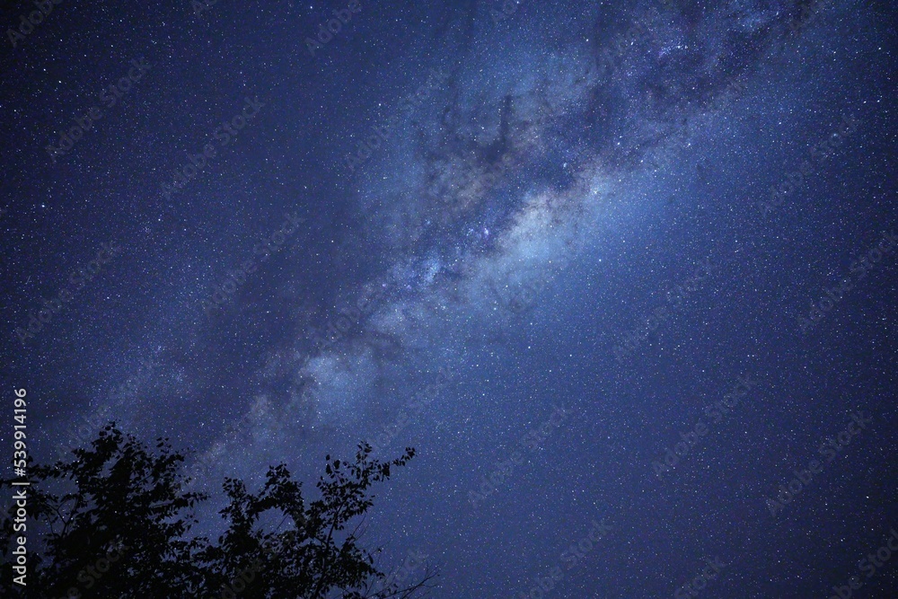 Poster silhouette of a tree against a blue stary sky at night