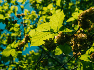 Obraz premium Fresh green leaves