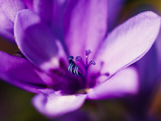 Purple flower