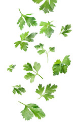 Many leaves of fresh green parsley isolated on white