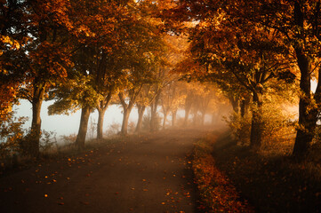 Herfst bos weg bladeren vallen in grond landschap op herfst achtergrond. Kleurrijk gebladerte in het park. Vallende bladeren. Herfstbomen in de mist
