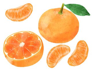 みかんのイラスト　手描き　水彩風