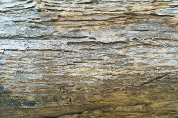 dry tree bark texture background