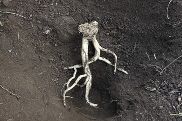 Dang Shen plant or Poor Man's Ginseng, lat.  Codonopsis Pilosula. Fresh root digging out of the ground. But main root is still deep in the ground.