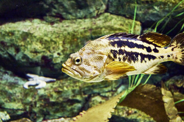 sea bass swimming in the water among the rocks
