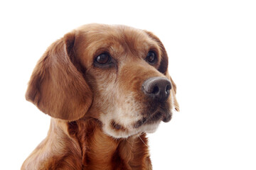 one brown dog (mongrel) , png file