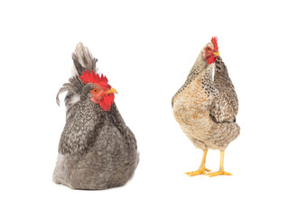 gray roosters and chiken isolated on white background
