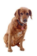 one brown dog (mongrel) , png file
