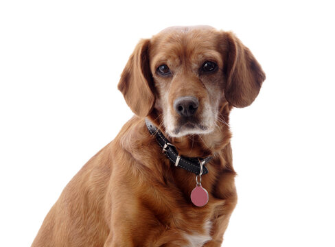 one brown dog (mongrel) , png file