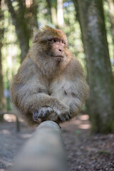 Affen in Natur 