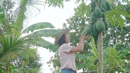 Young Asian woman, a farmer, surveying agricultural products. Looking at the papaya on the tree, facing and smiling. looking at camera