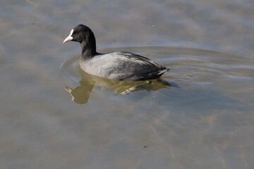 日本の冬の川で泳ぐオオバン