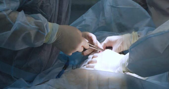 Holding the needle holder in his hand in a surgical glove, the veterinarian makes a stitch on the surgical wound and ties a knot on the thread. Completion of the pet sterilization operation.