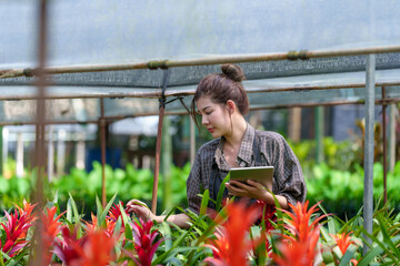 Beautiful Asian woman farmer working in her garden Young female gardener checking quality Bromeliaceae (Bromeliad) working on the farm in pots the greenhouse production concept.