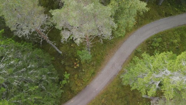 Aerial top-down of winding path leading through a thick green forest. Overcast late summer weather. 4k