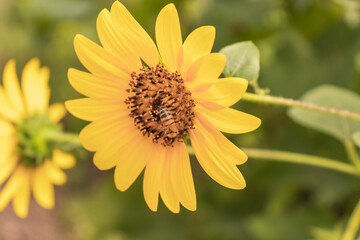Close up Sunflowers and flying bee with mountains background