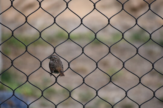 cute little bird perched on a chain-link fence