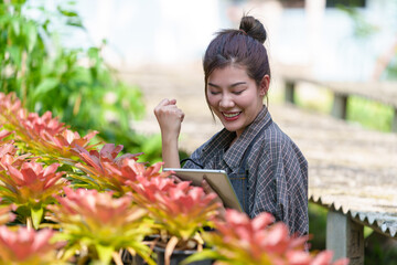 Beautiful Asian woman farmer working in her garden Young female gardener checking quality Bromeliaceae (Bromeliad) working on the farm in pots the greenhouse production concept.