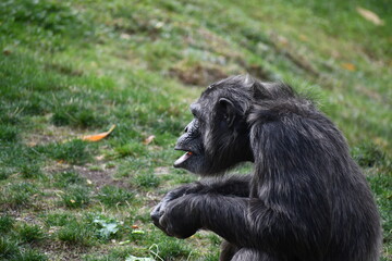 chimp eating what looks like a mango
