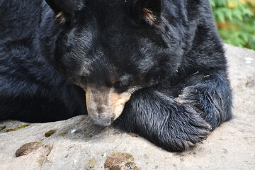 black bear sleeps on warm rock