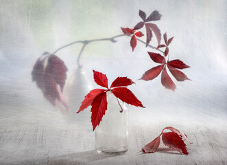 Red branch of wild grapes. Artistic still life on a light background