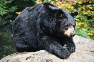 black bear atop rock