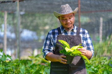 Asian Young man farmer standing  working in garden greenhouse  small business sme owner asian man working and gardening his farm, nursery worker planting in the orchard, small business owner concept