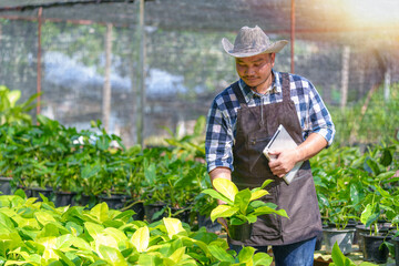 Asian Young man farmer in a greenhouse inspects gardener checking quality green leafy working on the farm in pots the greenhouse small business owner banner production concept.