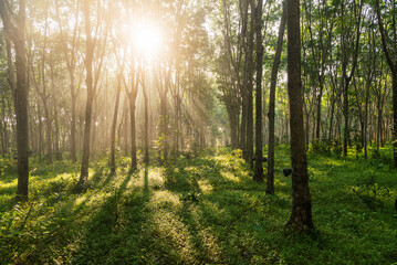 Fototapeta na wymiar Sunrise in the rubber plantation, sun rays in the foggy forest, nature green wood sunlight backgrounds, sun rays through the forest