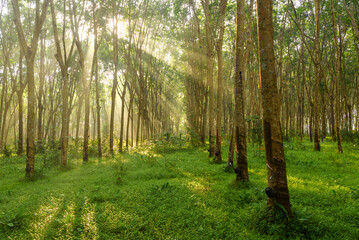 Morning Sunlight Filtering through rubber plantation, morning in the forest
