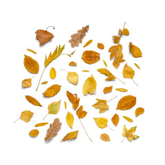 Different autumn leaves isolated on white background