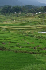 Landscape of green rice fields, mountain and blue sky. beautiful view. great for nature background