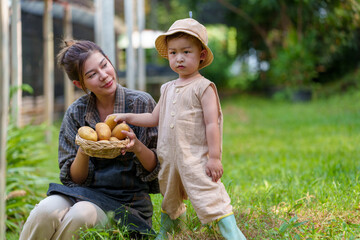 Mother and son toddler boy on organic vegetable farm in summer.Mother with kid Harvesting Organic vegetable potatoes Cabbage on farm at Home school kid learning how to vegetable growth with mother