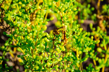 close up of a green leaf