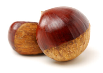 chestnut on a white background