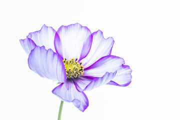 Cosmos Candy Stripe flower with stem with a high key white background