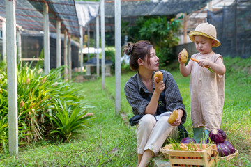 Mother and son toddler boy on organic vegetable farm in summer.Mother with kid Harvesting Organic vegetable potatoes Cabbage on farm at Home school kid learning how to vegetable growth with mother