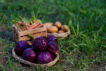 vegetables in basket with garden background