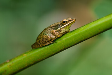 frog on a leaf. close up tree frog in forest 