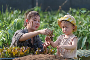 Naklejka premium Mother and son toddler boy on organic vegetable farm in summer.Mother with kid Harvesting Organic vegetable Cabbage and purple cabbage carrot on farm at home.Home school kid learning how to vegetable