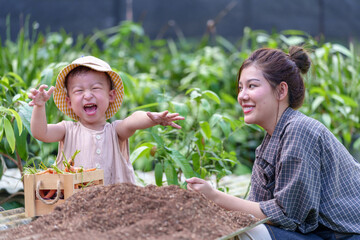 Mother and son toddler boy on organic vegetable farm in summer.Mother with kid Harvesting Organic vegetable Cabbage and purple cabbage carrot on farm at home.Home school kid learning how to vegetable