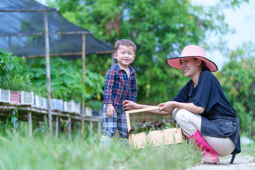 Mother and son toddler boy on organic vegetable farm in summer.Mother with kid Harvesting Organic vegetable Cabbage and purple cabbage carrot on farm at home.Home school kid learning how to vegetable